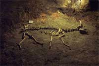 кости козы в пещере Эмине-Баир-Хосар
